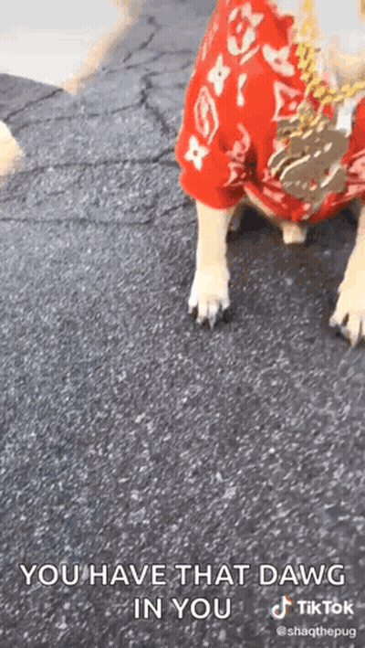 A Dog Wearing A Red Shirt With The Words `` You Have That Dawg In You '' Written On It . GIF