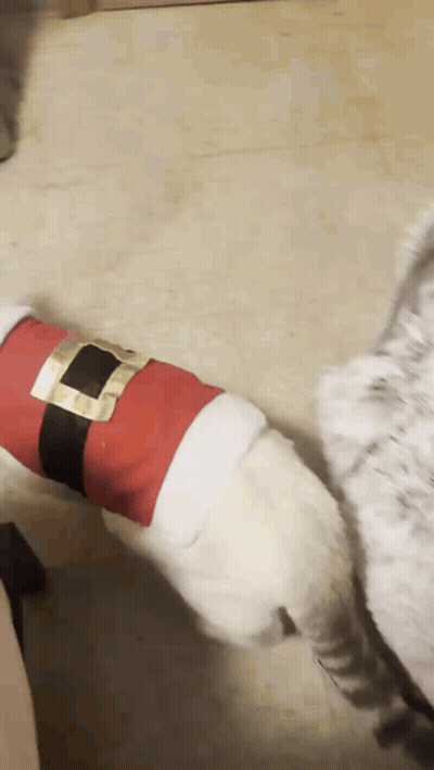 A Dog Wearing A Santa Suit Is Standing Next To Another Dog GIF