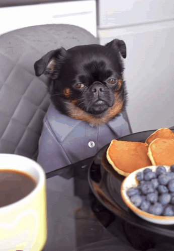 A Dog Wearing A Shirt Sits At A Table With Pancakes And Blueberries GIF