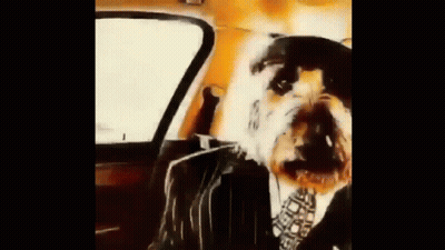 A Dog Wearing A Suit And Tie Is Sitting In The Back Seat Of A Car . GIF