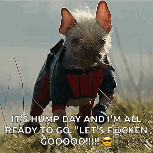 A Dog Wearing A Superhero Costume Is Running In The Grass GIF