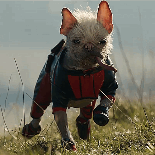A Dog Wearing A Superhero Costume Is Running Through A Grassy Field GIF