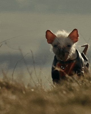 A Dog Wearing A Sweater And A Harness Is Standing In A Field GIF