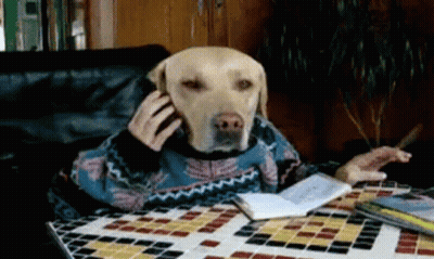 A Dog Wearing A Sweater Is Talking On A Phone GIF