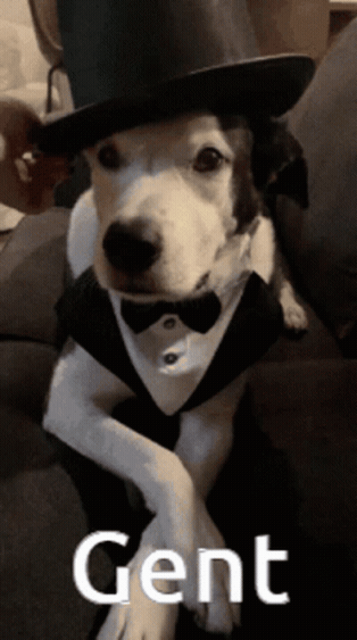 A Dog Wearing A Top Hat And Bow Tie Is Sitting On A Couch And Says Gent GIF