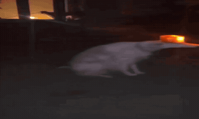 A Dog Wearing A Top Hat With A Light On It GIF