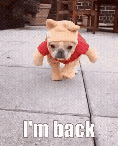 A Dog Wearing A Winnie Pooh Costume Is Running On A Sidewalk . GIF