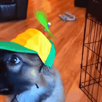 A Dog Wearing A Yellow And Green Hat With A Green Propeller On It GIF