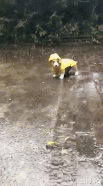 A Dog Wearing A Yellow Raincoat Is Walking Through A Puddle Of Water GIF