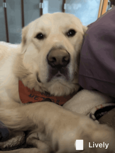 A Dog Wearing An Orange Bandana That Says " We Love You " GIF