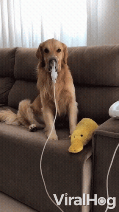 A Dog Wearing An Oxygen Mask Sits On A Couch GIF