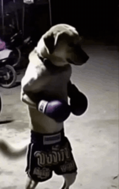 A Dog Wearing Boxing Gloves And Shorts That Say ' Boxing ' GIF