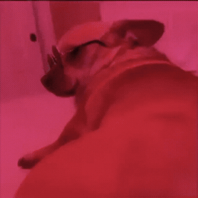 A Dog Wearing Glasses Is Laying Down On A Bed GIF
