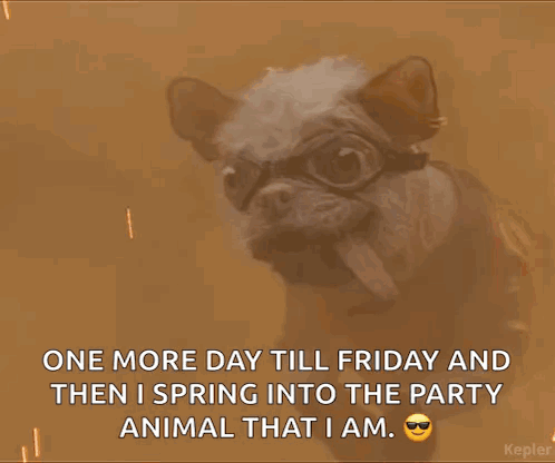 A Dog Wearing Goggles And Sunglasses Says One More Day Till Friday And Then Ispring Into The Party Animal That I Am GIF