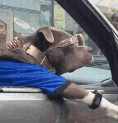A Dog Wearing Sunglasses And A Blue Shirt Is Sitting In A Car . GIF
