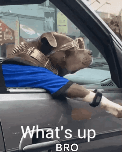 A Dog Wearing Sunglasses And A Blue Shirt Is Sitting In A Car With The Words What 'S Up Bro On The Door GIF