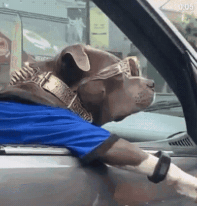 A Dog Wearing Sunglasses And A Collar Is Sitting In A Car . GIF