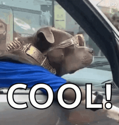 A Dog Wearing Sunglasses And A Collar Is Sitting In A Car With The Words Cool Written On The Side GIF
