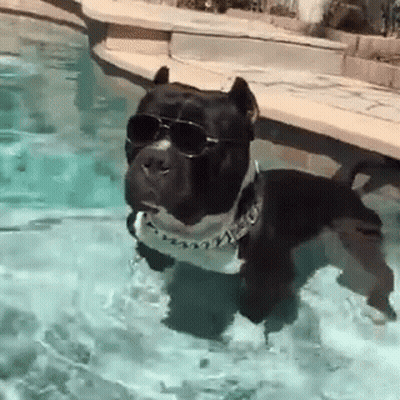 A Dog Wearing Sunglasses And A Collar Is Swimming In A Pool . GIF