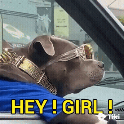 A Dog Wearing Sunglasses And A Gold Collar Is Sitting In A Car And Says Hey Girl GIF