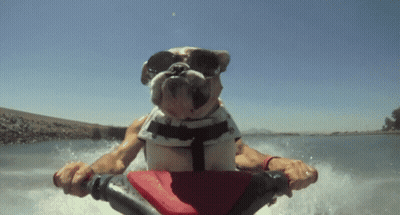 A Dog Wearing Sunglasses And A Life Jacket Rides A Jet Ski GIF