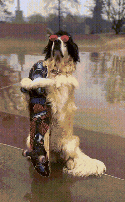 A Dog Wearing Sunglasses Holds A Skateboard On Its Hind Legs GIF
