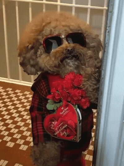 A Dog Wearing Sunglasses Holds A Valentine 'S Day Card GIF