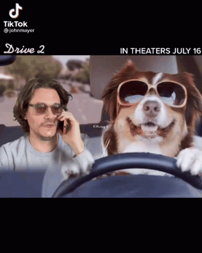 A Dog Wearing Sunglasses Is Driving A Car Next To A Man On A Phone GIF