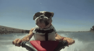 A Dog Wearing Sunglasses Is Riding A Jet Ski . GIF