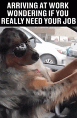 A Dog Wearing Sunglasses Is Sitting In A Car With A Person . GIF
