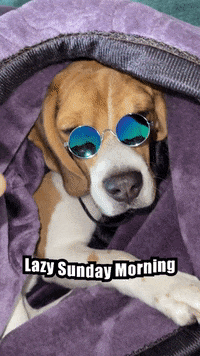 A Dog Wearing Sunglasses Is Wrapped In A Purple Blanket With The Words Lazy Sunday Morning Above It GIF