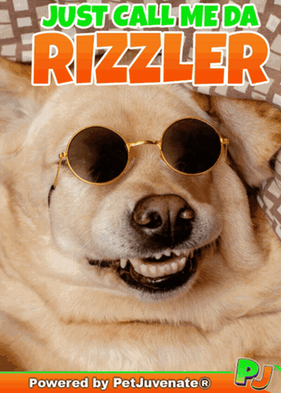 A Dog Wearing Sunglasses With The Words Just Call Me Da Rizzler GIF