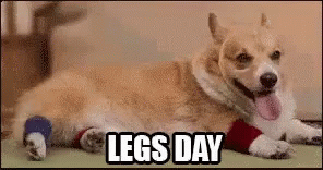 A Dog With A Bandage On Its Leg Is Laying On The Floor With The Caption Legs Day . GIF