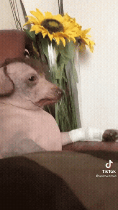 A Dog With A Bandage On Its Paw Is Sitting On A Couch Next To A Vase Of Sunflowers . GIF