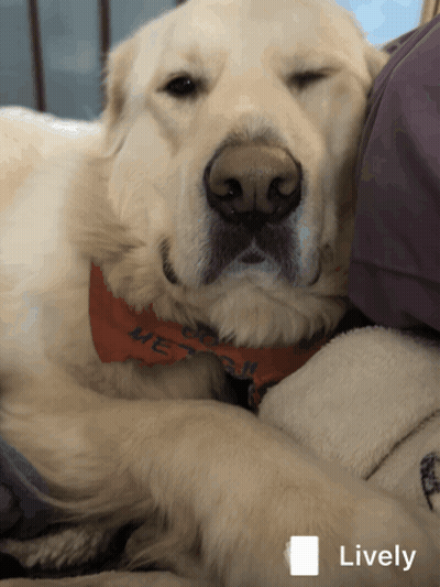 A Dog With A Bandana That Says Merry Christmas GIF