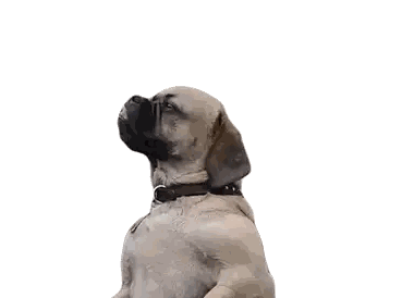 A Dog With A Black Collar Is Standing On Its Hind Legs And Looking Up . Sticker