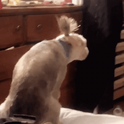 A Dog With A Blue Collar Is Standing On Its Hind Legs GIF