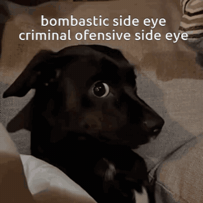 A Dog With A Bombastic Side Eye Is Looking At The Camera GIF