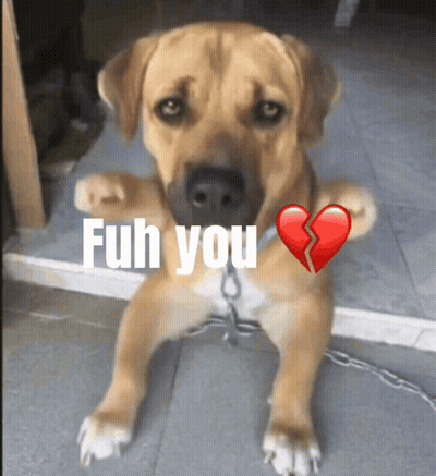 A Dog With A Broken Heart And The Words " Fuh You " Written On It GIF