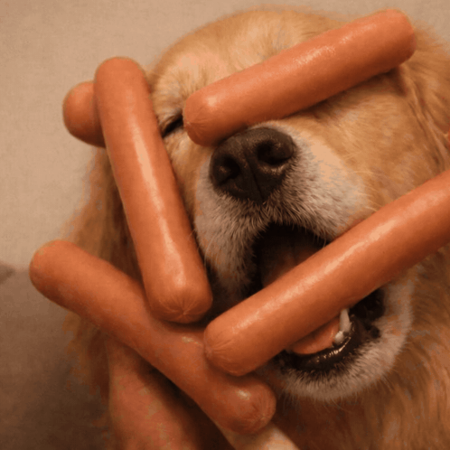 A Dog With A Bunch Of Hot Dogs Covering His Eyes GIF