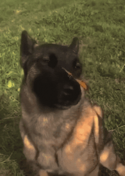A Dog With A Butterfly In Its Mouth GIF