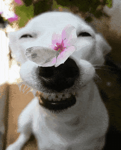 A Dog With A Butterfly In Its Mouth GIF