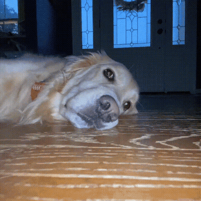 A Dog With A Collar That Says ' Coca Cola ' On It Laying On The Floor GIF