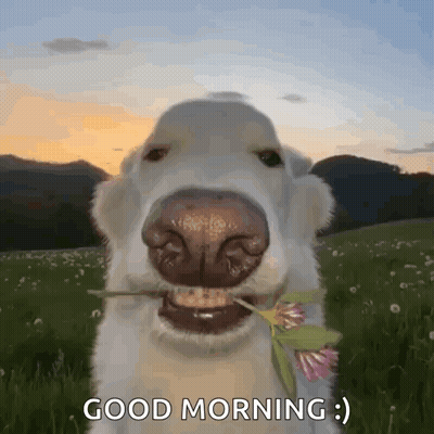A Dog With A Flower In Its Mouth Says Good Morning GIF