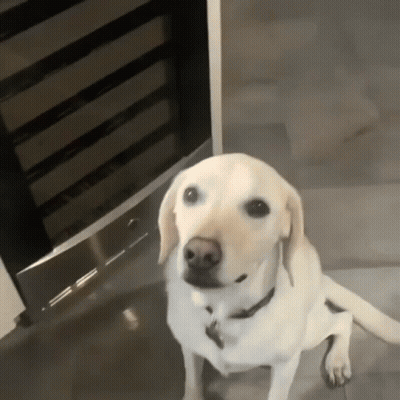 A Dog With A Name Tag On It Is Sitting On A Tiled Floor GIF