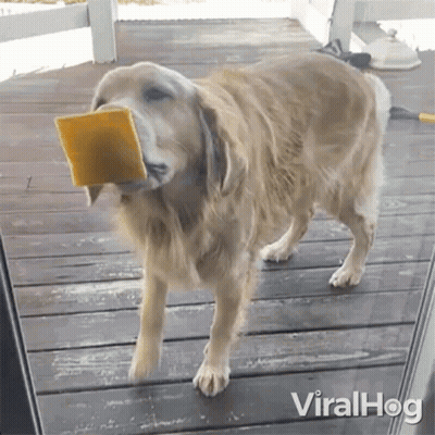 A Dog With A Piece Of Cheese In Its Mouth Is Standing On A Porch . GIF