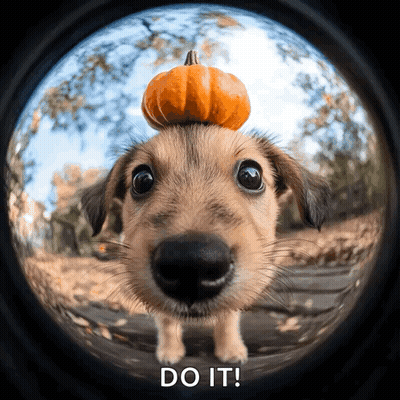 A Dog With A Pumpkin On Its Head And The Words Do It Above It GIF
