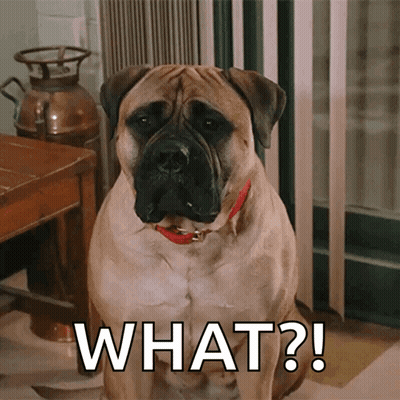 A Dog With A Red Collar Is Sitting Next To A Sign That Says " What " GIF