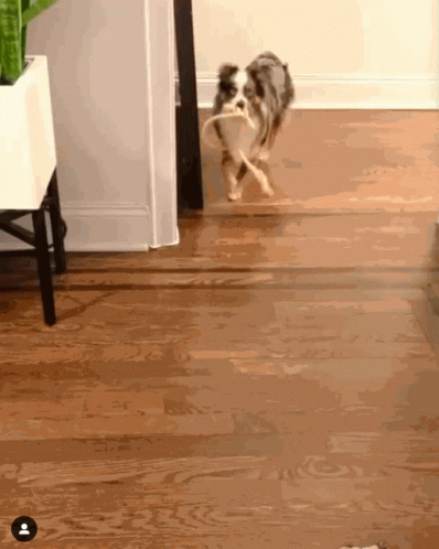 A Dog With A Rope In Its Mouth Is Running On A Wood Floor GIF