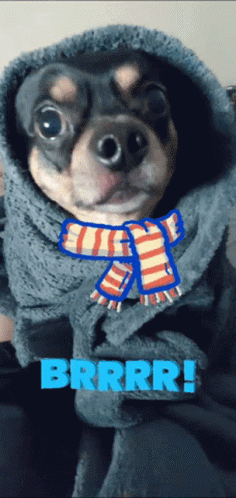 Dog With Scarf And Brrrr Text GIF